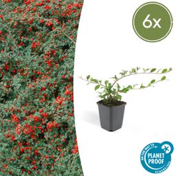 Garden basics 6x Cotoneaster dam. 'Major' - Ø9cm (46879)