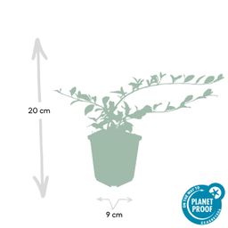 Garden basics 6x Cotoneaster dam. 'Major' - Ø9cm (46879)