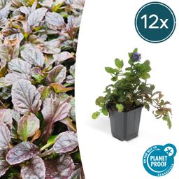 Garden basics 12x Ajuga reptans - ↕10-25cm - Ø9cm (46860)