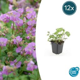Garden basics 12x Geranium cant. 'Cambridge' - ↕10-25cm - Ø9cm (47773)