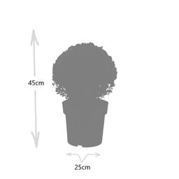 Premium basics 2x Ilex crenata 'Jenny' bol XL | set van 2 stuks | 25 cm Ø (48277)