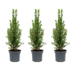 3x Mini Christmas Tree - Picea Glauca Perfecta - 25-30 cm (8720872025346)