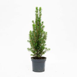 3x Mini Christmas Tree - Picea Glauca Perfecta - 25-30 cm (8720872025346)