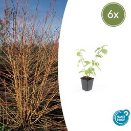 Garden basics 6x Cornus sang. 'Anny's Winter Orange' - ↕10-25cm - Ø9cm (47667)