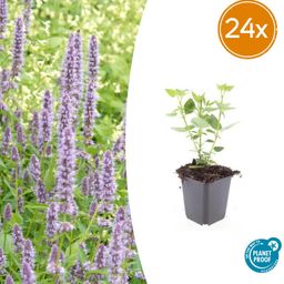 Garden basics 24x Agastache 'Blue Fortune' - ↕10-25cm - Ø9cm (50358)