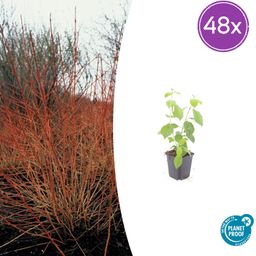 Garden basics 48x Cornus sang. 'Midwinter Fire' - ↕10-25cm - Ø9cm (50395)