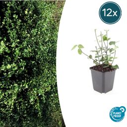 Garden basics 12x Euonymus fort. 'Coloratus' - ↕10-25cm - Ø9cm (47697)