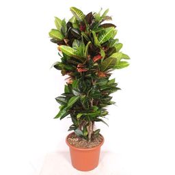 Codiaeum Petra (36580)