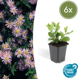 Garden basics 6x Aster ageratoides 'Asran' - ↕10-25cm - Ø9cm (46869)