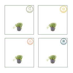Garden basics 12x thymus serpyllum - ↕10-25cm - Ø9cm (54772)