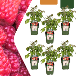 Premium basics 6 x biologische frambozenplanten - Ø 13 cm - ↨ 20 cm (48366)
