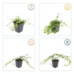 Garden basics 12x Vinca minor - ↕10-25cm - Ø9cm (47001)