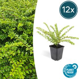 Garden basics 12x Lonicera nit. 'Maigrün' - ↕10-25cm - Ø9cm (46950)