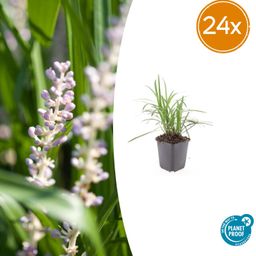 Garden basics 24x Liriope muscari 'Monroe White' - ↕10-25cm - Ø9cm (50474)