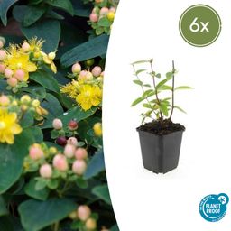 Garden basics 6x Hypericum inodorum 'Annebel' - ↕10-25cm - Ø9cm (47836)