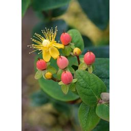 Garden basics 6x Hypericum inodorum 'Annebel' - ↕10-25cm - Ø9cm (47836)