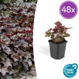 Garden basics 48x Heuchera mic. 'Palace Purple' - ↕10-25cm - Ø9cm (50327)