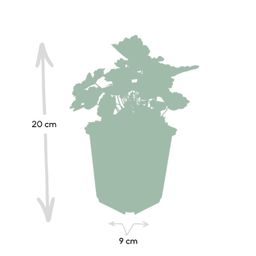 Garden basics 48x Heuchera mic. 'Palace Purple' - ↕10-25cm - Ø9cm (50327)