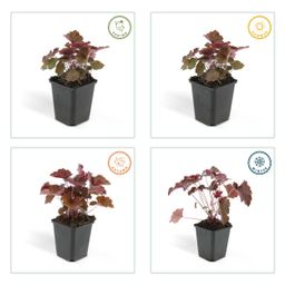 Garden basics 48x Heuchera mic. 'Palace Purple' - ↕10-25cm - Ø9cm (50327)