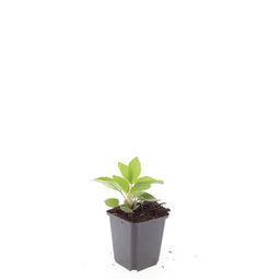 Garden basics 24x Rudbeckia fulgida 'Goldsturm' - ↕10-25cm - Ø9cm (50591)