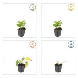 Garden basics 24x Rudbeckia fulgida 'Goldsturm' - ↕10-25cm - Ø9cm (50591)