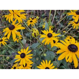 Garden basics 24x Rudbeckia fulgida 'Goldsturm' - ↕10-25cm - Ø9cm (50591)