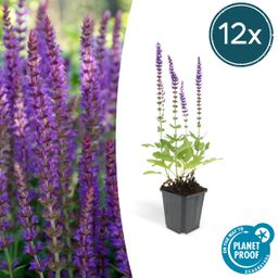 Garden basics 12x Salvia nem. 'Ostfriesland' - ↕10-25cm - Ø9cm (46986)