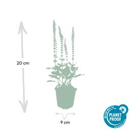 Garden basics 12x Salvia nem. 'Ostfriesland' - ↕10-25cm - Ø9cm (46986)