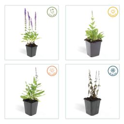 Garden basics 12x Salvia nem. 'Ostfriesland' - ↕10-25cm - Ø9cm (46986)