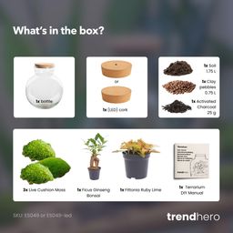DIY Planten terrarium (met licht) - Teddy Bonsai - Ø 25 cm ↑ 26,5 cm - Met LED-kurk (53776)