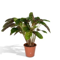 Calathea Flamestar - Pauwenplant (8720634283991)