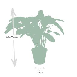 Calathea Flamestar - Pauwenplant (8720634283991)