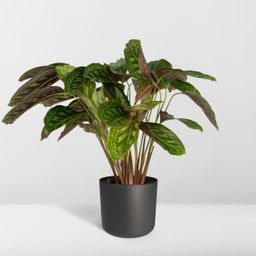 Calathea Flamestar - Pauwenplant (8720634283991)