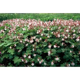 Garden basics 60x Geranium macr. 'Spessart' - ↕10-25cm - Ø9cm (47796)