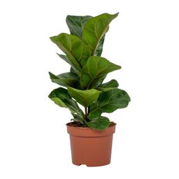 Ficus Lyrata (8720634287340)