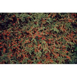 Garden basics 12x Cotoneaster horizontalis - ↕10-25cm - Ø9cm (47678)