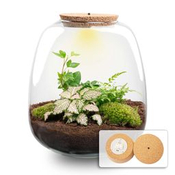 Planten terrarium - Emma - DIY kit - Ø 23 cm - Hedera Pink (53759)