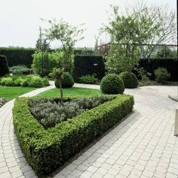 Garden basics 60x Buxus Sempervirens - ↕10-25cm - Ø9cm (48054)