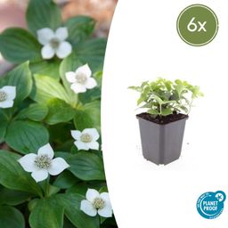 Garden basics 6x Cornus canadensis - ↕10-25cm - Ø9cm (47662)