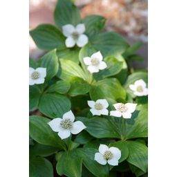 Garden basics 6x Cornus canadensis - ↕10-25cm - Ø9cm (47662)