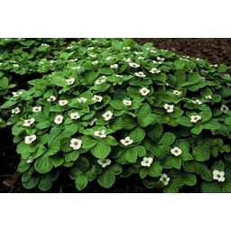 Garden basics 6x Cornus canadensis - ↕10-25cm - Ø9cm (47662)