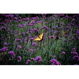 Garden basics 12x Verbena bonariensis - ↕10-25cm - Ø9cm (46996)