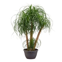 Beaucarnea multi stam (45343)