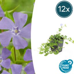 Garden basics 12x Vinca minor 'La Grave' - ↕10-25cm - Ø9cm (48041)