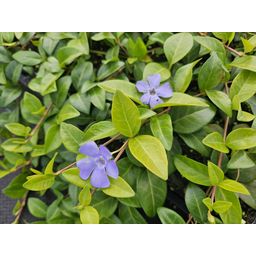 Garden basics 12x Vinca minor 'La Grave' - ↕10-25cm - Ø9cm (48041)