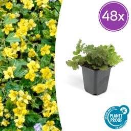 Garden basics 48x Waldsteinia ternata - ↕10-25cm - Ø9cm (50355)