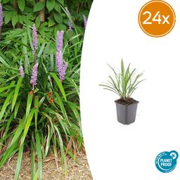 Garden basics 24x Liriope muscari 'Ingwersen' - ↕10-25cm - Ø9cm (50470)