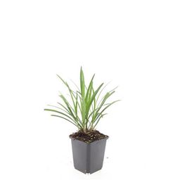 Garden basics 24x Liriope muscari 'Ingwersen' - ↕10-25cm - Ø9cm (50470)