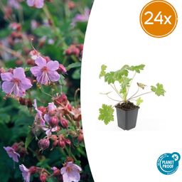 Garden basics 24x Geranium macr. 'Ingwersen's Var.' - ↕10-25cm - Ø9cm (50424)