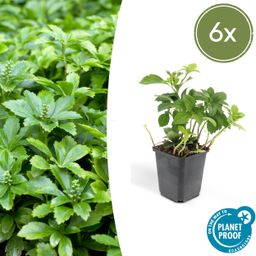 Garden basics 6x Pachysandra term. 'Green Carpet' - ↕10-25cm - Ø9cm (46959)